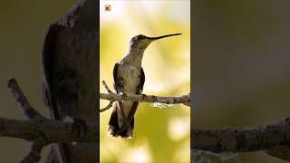 Download lagu Suara Burung Kolibri (Pengawasan Lembut di Atas Sarang) mp3
