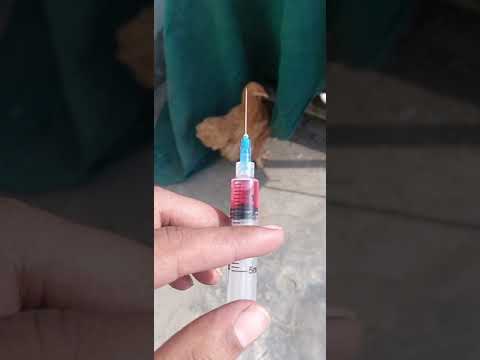 Neurobion inj. murgi ko dusri dose b dy di