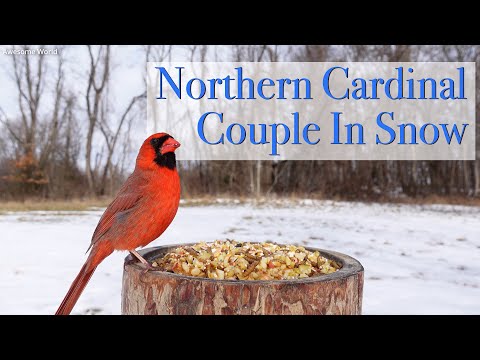 Northern Cardinal, 4K Bird Video, Awesome World Short Video 006
