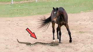 O cavalo fez isso com a cobra cascavel! 25 Momentos TENSOS do Mundo Animal
