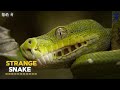 STRANGE SNAKE IN WORLD DISCOVERY CHANNEL IN HINDI WILDLIFE DOCUMENTARY WILDLIFE हिंदी म�