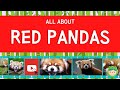 All about the Red Panda 🐼 | Fun English Lesson for ESL, ELL, KIDS 🎉