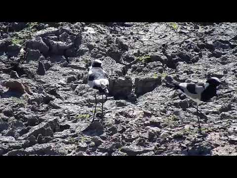 Djuma: Blacksmith Lapwings, Impalas and Kudu - 10:51 - 08/03/20