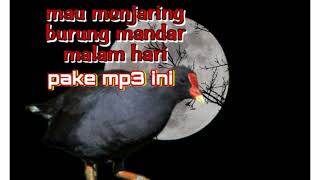 Download lagu Menjaring burung mandar malam hari,ini suara pemanggilnya. mp3