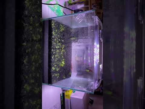 園芸 アクアスケープ、最良の方法