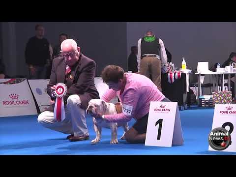 European Dog Show 2018 - Ring - BOB ENGLISH BULLDOG - Judge STEFAN SINKO