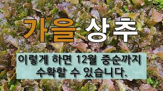 가을 상추 이렇게 하면 12월 중순까지 수확할 수 있습니다. #주말농장 도시텃밭 가꾸기 #가을 상추가꾸기.