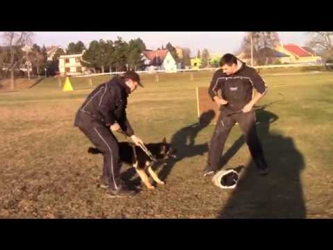 Corby Greymary - protection 29.12.2016