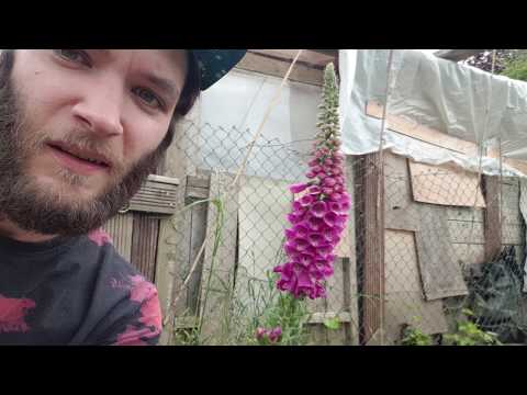 Facts about the Foxglove (digitalis) Are they Dangerous to Pets and Humans? In the Tropical Garden