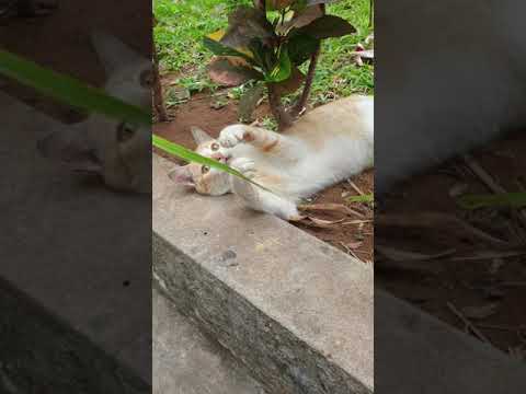 Funny Cat playing