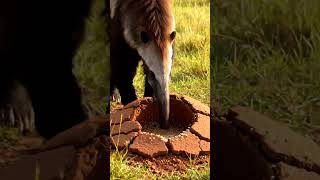 Anteaters Eat Ants