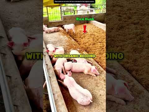 No Smell Pig Farm! Genius Organic Method Revealed! 🐷💡