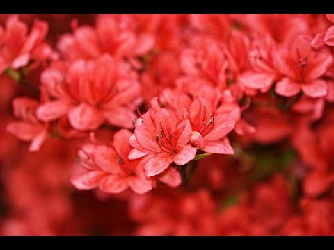 Mujhe Dekh Talib e Muntazir - Urdu Nazm - Durr-e-Adan