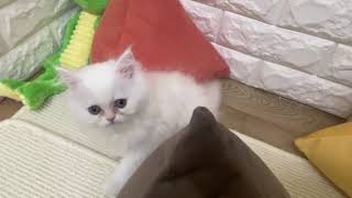 ミヌエットの動画01