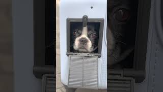 キャリーでほっこり #犬のいる生活