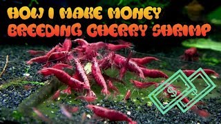 How I Make Money Breeding Shrimp