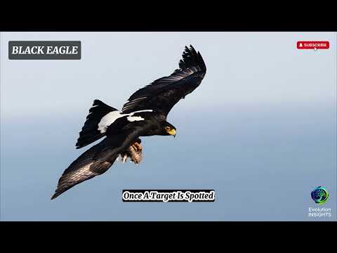 Verreauxs Eagle Apex Predator Africa Mountains documentary