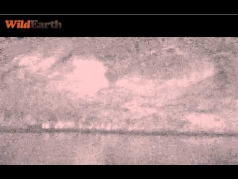 Jan 26 Djuma Cam:Matimbas come to the Djuma Waterhole