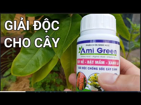 🔴 QBS22223 - CÁCH CHĂM CÂY MAI BẬT MẦM NHIỀU 0942456100 || TƯỚI AMIGREEN GIẢI ĐỘC CHO CÂY MAI VÀNG