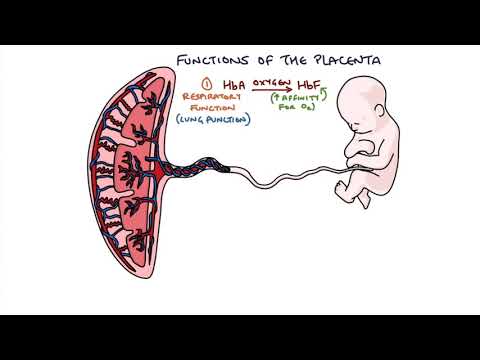 Understanding the Placenta