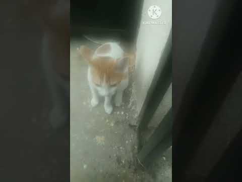 Funny cat video #shorts#