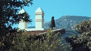 Ceylan Ertem’in sesinden “Mavi Çocuklar”ın Hikayesi