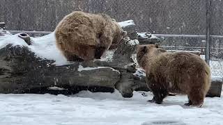 We got a bit of snow yesterday as you can see. Bears love it!