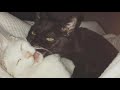 Mitski I Want You Lyrics