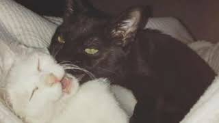 Cover art for I Want You-Mitski