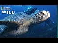 Sea Turtles 101 Nat Geo Wild
