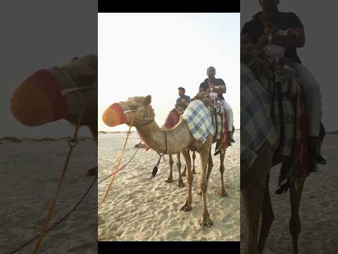 Camel Ride With My Daughter # 8 Year‘s Ago # Sealine Beach