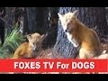 Fox TV - A Film for Dogs 