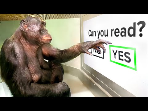 I Tested The World's Smartest Ape