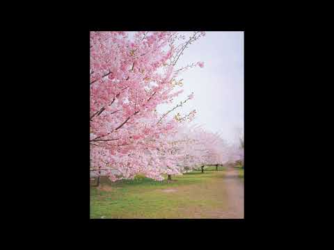 [FREE] guardin x 93feetofsmoke x fats'e type beat | "simple"