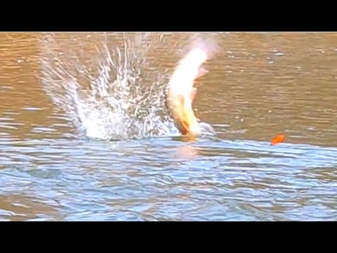 Spring Steelhead BOBBER DOWNS (CENTERPIN FISHING)