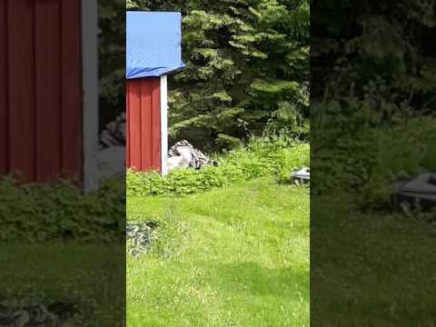 Waroggi Najeeba 12 vee