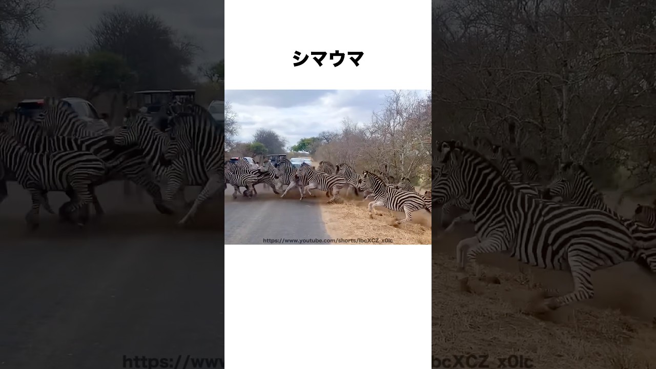 動物の横断