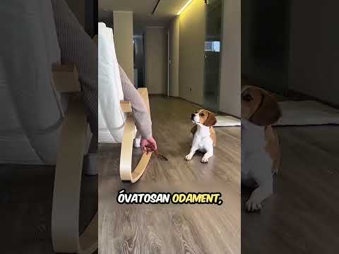 kilopja a kezéből...😮 #magyar  #shorts #ai  #aivideo