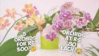 Where Can You Buy Orchid Plants Online? | Buying Orchids Online | Whimsy Crafter
