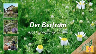 Der Bertram bei Hildegard von Bingen