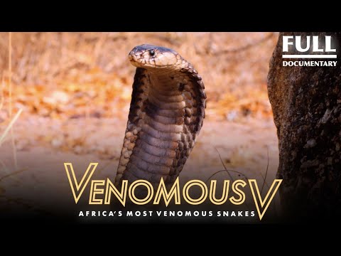 Africa’s Most Venomous Snakes: The Venomous 5 | 2021 Full Documentary
