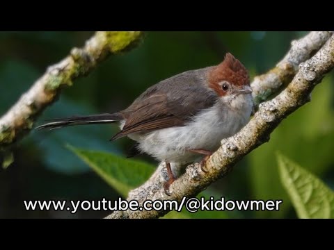 Juhina hnedochochlatá (Staphida everetti) — spev a hlas v prírode