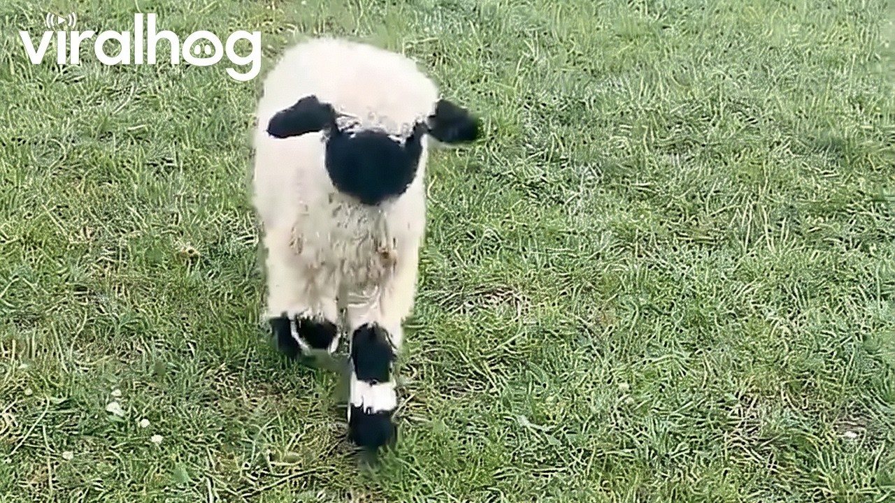 Cute Little Lamb Comes in for Pets || ViralHog