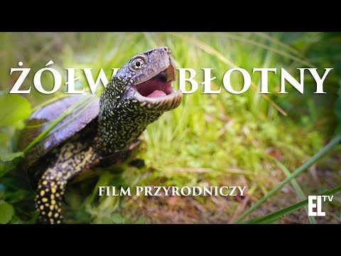 Żółw błotny. Osobliwy relikt polskiej przyrody [FILM PRZYRODNICZY]