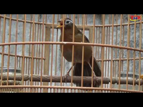 Birds Garrulax canorus(Chinese Hwamei): The Bird Singing Wonderful, The Peak Of A Gold Singer 2017