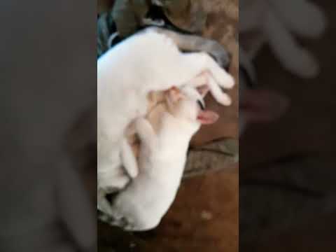 my kitty or Lili 😊🙃😇🙃😊 #shortsfeed #shorts #popular #viral.