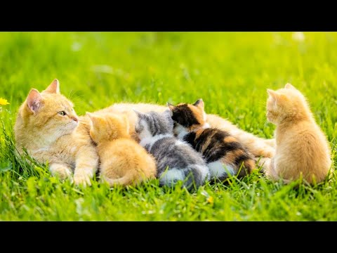 Kittens nursing on the grass - Adorable kittens meowing