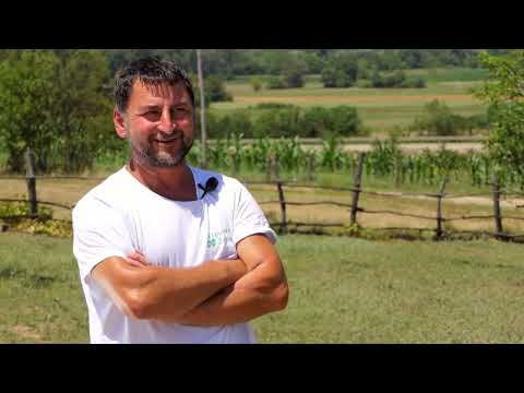 Biram selo ep. 146 06.07.2022. Ivica Krštenanović, Valakonje, Boljevac, ovce, krivovirska žuja