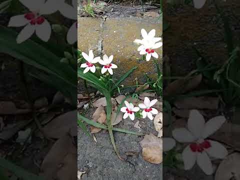 青い扇の花 植物