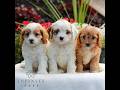 Cavapoo dogs for sale: Wendy  - Video 1